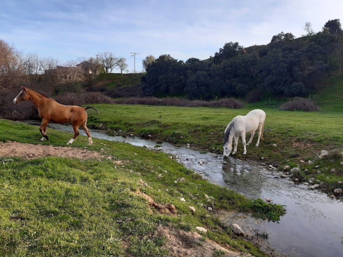 Arroyo de los Caños de la Parrilla Arroyo de los Caños de la Parrilla