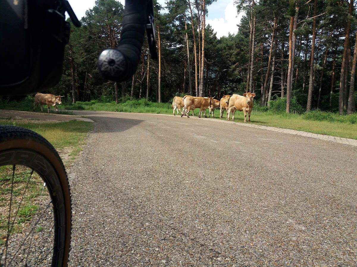26 Carretera Quintanarejo Vinuesa KM 59